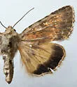 Sympistis hayesi - Hodges#10072 - photo 2