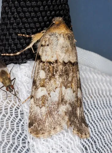 Sympistis helena - Hodges#10118.2