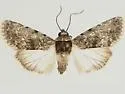 Sympistis heterogena - Hodges#10105