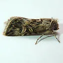 Sympistis incubus - Hodges#10093.1