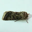 Sympistis incubus - Hodges#10093.1 - photo 2