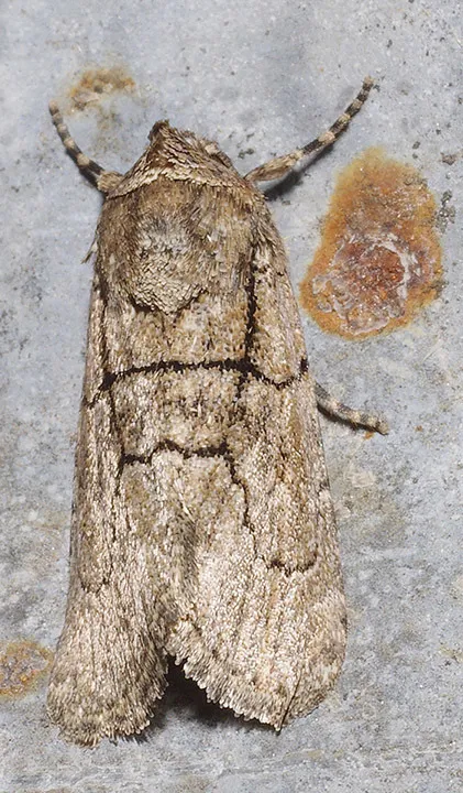 Sympistis induta - Hodges#10060 - photo 2