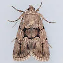 Sympistis infixa - Hodges#10065 - Sympistis infixa