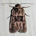 Sympistis infixa - Hodges#10065 - photo 2