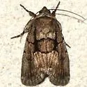 Sympistis infixa - Hodges#10065 - photo 3