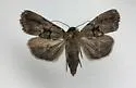 Sympistis infixa - Hodges#10065 - photo 4