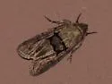 Sympistis infixa - Hodges#10065 - photo 5