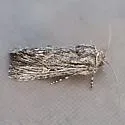 Sympistis intruda - Hodges#10137