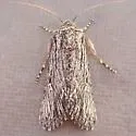 Sympistis intruda - Hodges#10137 - photo 2