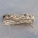 Sympistis intruda - Hodges#10137 - photo 3