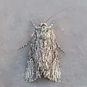 Sympistis intruda - Hodges#10137 - photo 4