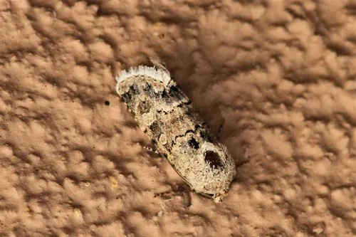 Sympistis iricolor - Hodges#10092