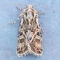Sympistis isis - Hodges#10082.5