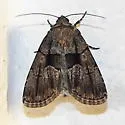 Sympistis kappa - Hodges#10066.2 - photo 2