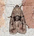 Sympistis kappa - Hodges#10066.2 - photo 3