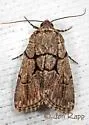 Sympistis kappa - Hodges#10066.2 - photo 4