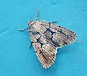Sympistis kappa - Hodges#10066.2 - photo 5