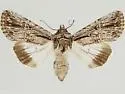 Sympistis lachrymosa - Hodges#10095.1