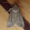 Sympistis lacticollis - Hodges#10126 - Sympistis lacticollis