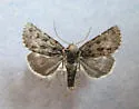 Sympistis lapponica - Hodges#10157