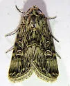 Sympistis levis - Hodges#10093 - Sympistis levis