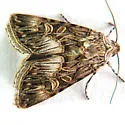 Sympistis levis - Hodges#10093 - photo 2