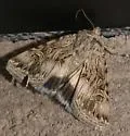 Sympistis levis - Hodges#10093 - photo 3