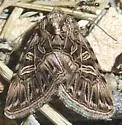 Sympistis levis - Hodges#10093 - photo 4
