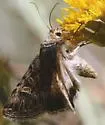 Sympistis levis - Hodges#10093 - photo 5