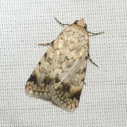 Sympistis linda - Hodges#10086