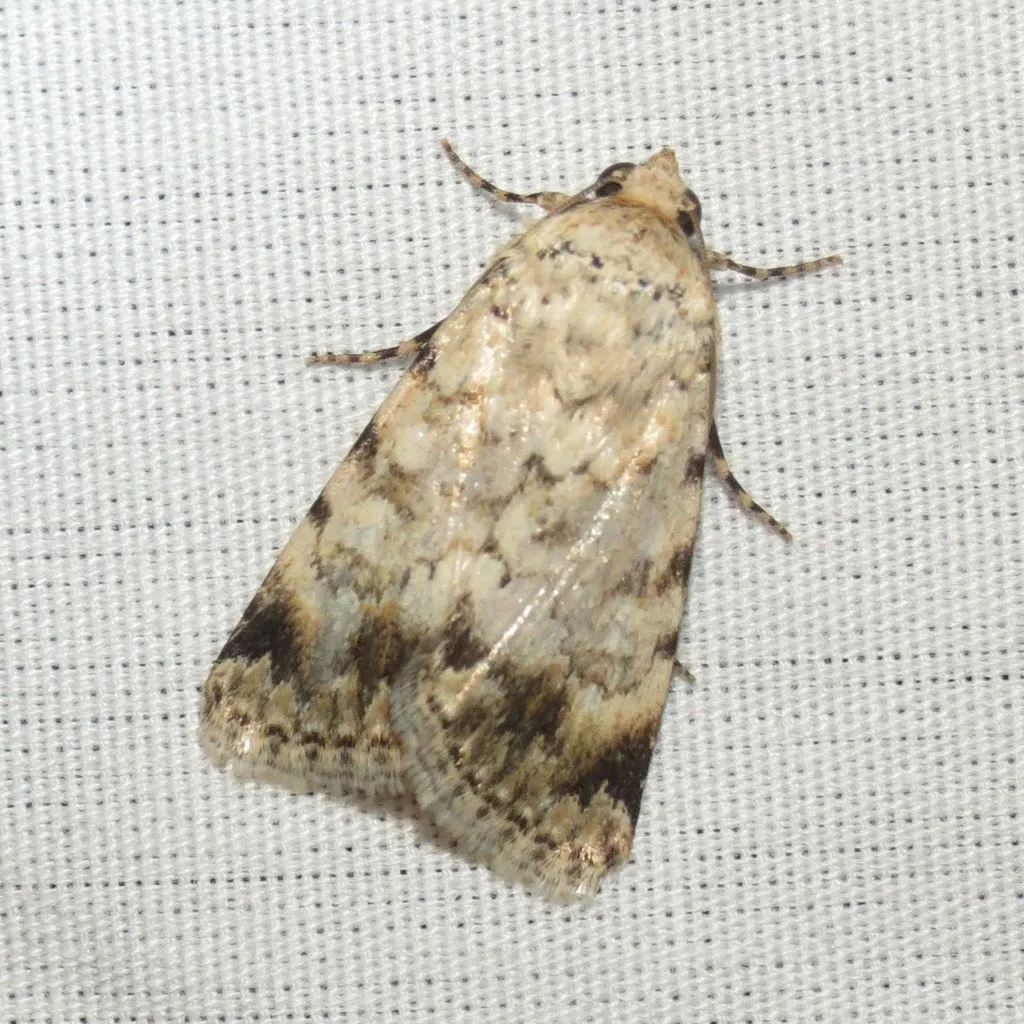 Sympistis linda - Hodges#10086 - photo 2