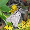 Sympistis mackiei - Hodges#10143