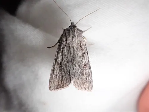 Sympistis major - Hodges#10135.4
