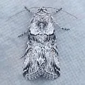Sympistis meadiana - Hodges#10098