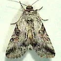 Sympistis meadiana - Hodges#10098 - photo 2