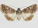 Sympistis melalutea - Hodges#10107