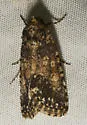 Sympistis melalutea - Hodges#10107 - photo 2