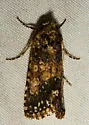 Sympistis melalutea - Hodges#10107 - photo 3