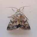 Sympistis melantho - Hodges#10077