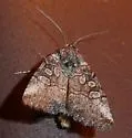 Sympistis min - Hodges#10147.3 - photo 2