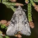 Sympistis min - Hodges#10147.3 - photo 3