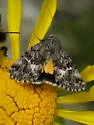 Sympistis mirificalis - Hodges#10069