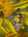 Sympistis mirificalis - Hodges#10069 - photo 2