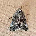 Sympistis mirificalis - Hodges#10069 - photo 3