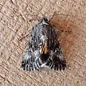 Sympistis mirificalis - Hodges#10069 - photo 4