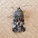 Sympistis mirificalis - Hodges#10069 - photo 5