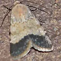 Sympistis modesta - Hodges#10090 - photo 2