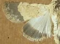 Sympistis modesta - Hodges#10090 - photo 5