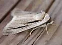 Sympistis nigrocaput - Hodges#10127 - Sympistis nigrocaput