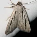 Sympistis nigrocaput - Hodges#10127 - photo 3